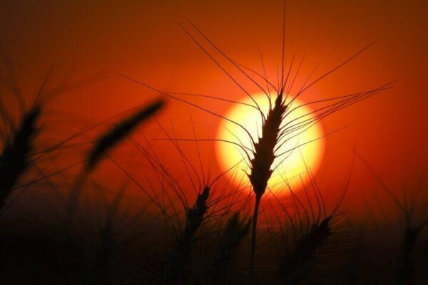 Onda de Calor em Alberta: Dia do Canadá sob Alerta Máximo!