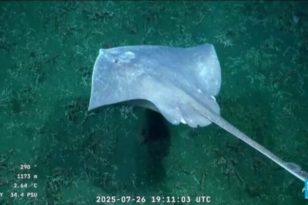 Exploração robótica oceanica: Novas descobertas no fundo do mar!